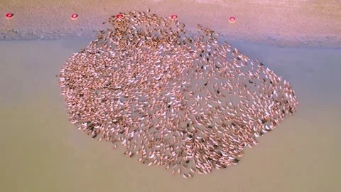 Group Of Duck Playing In Shallow Water 4K Drone Aerial Stock Footage 321728947