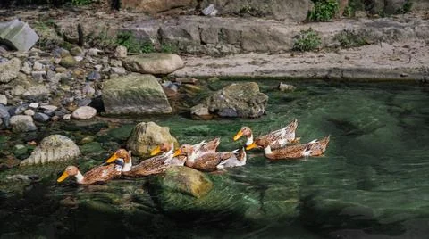 A Group Of Duck Swimming In The Same Direction Across The River 스톡 사진
