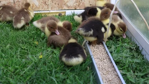 Group of Ducklings Exploring Grassy Farm Stock Footage 275028970