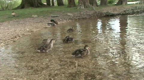 Group of ducklings Video stock 376353