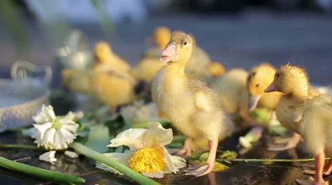 Group of ducklings Video stock 68015242