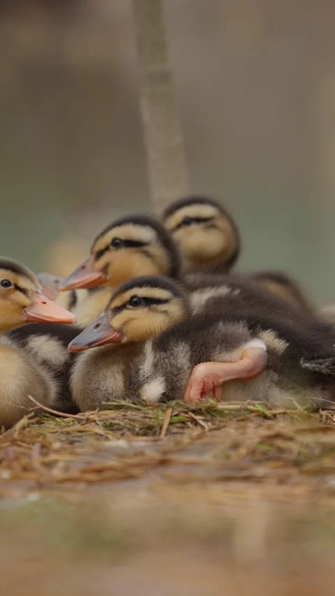 A group of ducklings huddle together and rest on straw in a duck farm with a sof Stock Footage 343382329