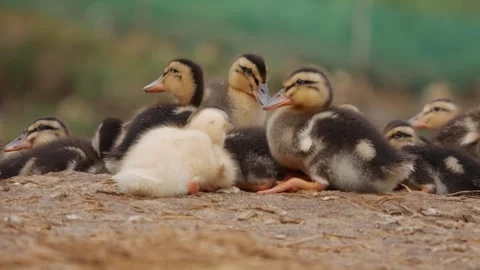 A group of ducklings huddles and rests together on the ground in a farm pen with Stock Footage 345879415