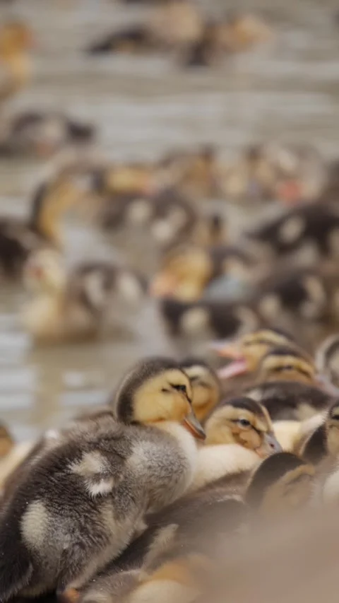A group of ducklings huddles together resting on a duck farm with more ducklings Vídeos de archivo 346042998