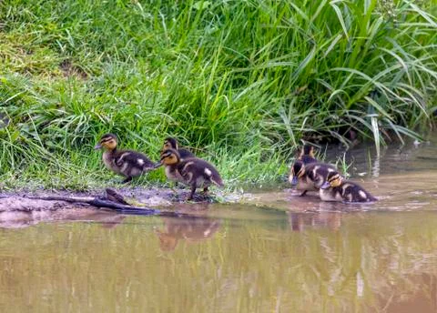 Group of ducklings Stock Photos