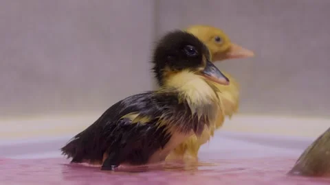 A group of ducklings plays joyfully in the refreshing water with their friends Stock Footage 308886092