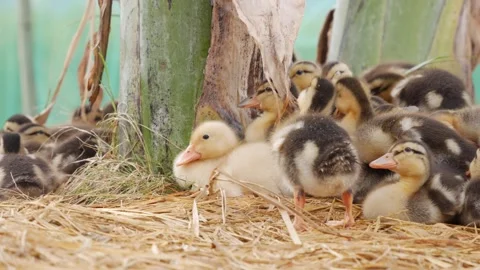 A group of ducklings resting together on straw bedding in a simple farm coop. Co Stock Footage 342261405