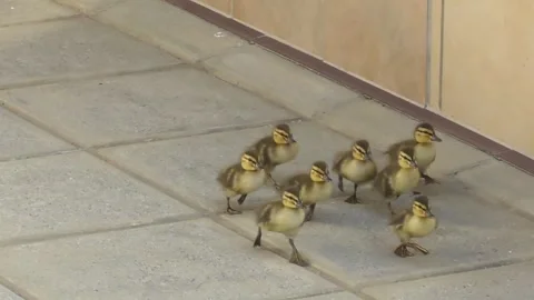 A group of ducklings running aound the corner Stock Footage 244665442