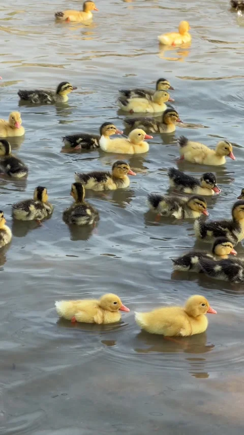 A group of ducklings runs together across grass on an open poultry farm, moving Stock Footage 340887984