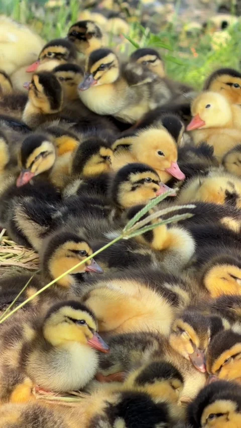 A group of ducklings settles closely together on grass in the shade of a tree Vídeos de archivo 333689786