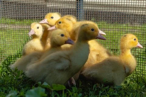 A group of ducklings stand together in a small fenced space. They explore t.. Stock Photos