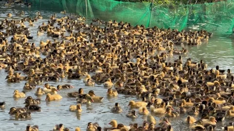 A group of ducklings swims closely together across pond water near a green fence Stock Footage 341408153