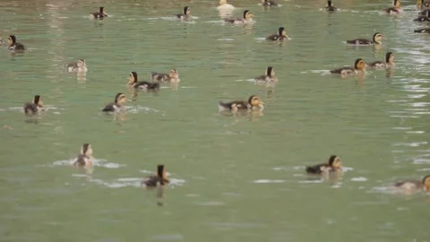 A group of ducklings swims together in open green water at a duck farm. Calm mov Stock Footage 344850284