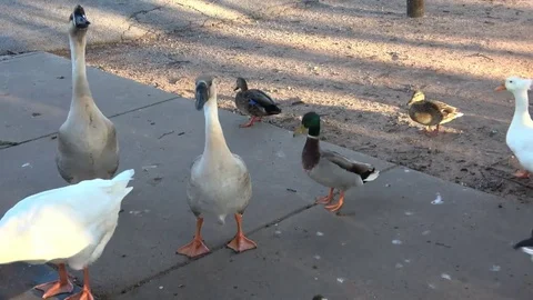 Group of ducks and geese at public park in Texas. Stock Footage 81745337