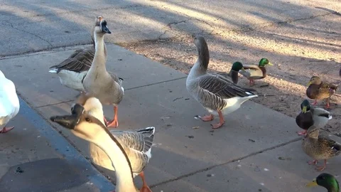 Group of ducks and geese at public park in Texas. Stock Footage 81745575