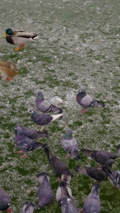 Group of ducks and pigeons foraging on icy ground near water, showcasing their 库存影片 331154341