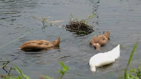 A group of ducks are looking for food in the river Stock Footage 323148149