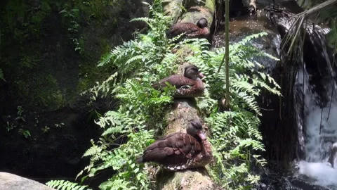 A group of ducks are resting on a log near a stream Stock Footage 282241092