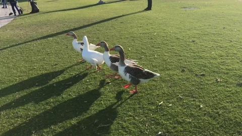 Group of ducks are walking in the park towards the pool to swim Stockbeeldmateriaal 170037063