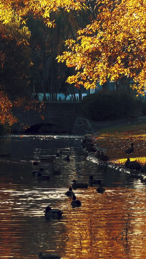 Group of ducks on a beautiful park with a bridge. Autumn season Stock Footage 291106993