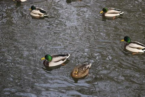 Group of Ducks on a Calm Pond Stock Photos