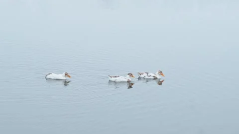 A group of ducks on the calm water surface Stock Footage 326160060
