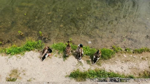 A group of ducks came on ashore Stock Footage 155797530