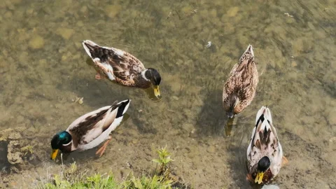 A group of ducks came ashore Stock Footage 155797652