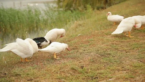 Group of ducks clean the feathers on the ground near a pond Video stock 97100768