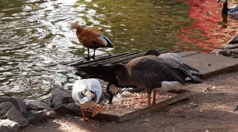 Group of ducks eating Video stock 44159964