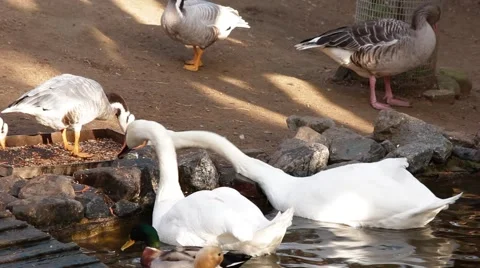 Group of ducks eating Stock Footage 44160429