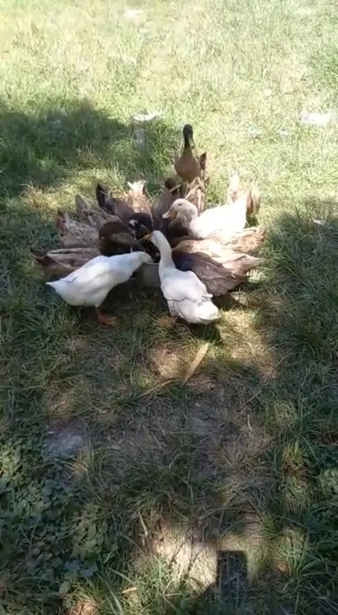 A group of ducks eating Video stock 236266364