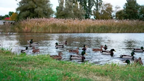 Group of ducks entering water. 스톡 동영상 219098215