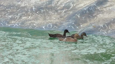 Group of ducks exiting from the water Stock Footage 40028161