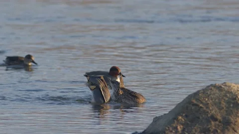 Group of ducks feeding in river. Stock Footage 146046677