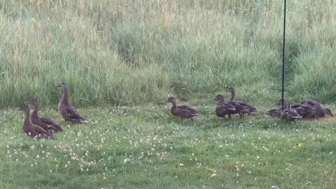 Group of Ducks in a Field with Tall Grass 스톡 동영상 343153326