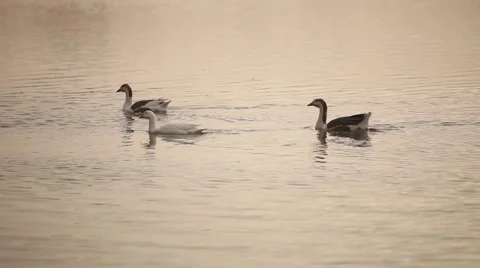 Group of ducks floating in gadisar lake jaisalmer in sunny weather in india Stock Footage 45344667