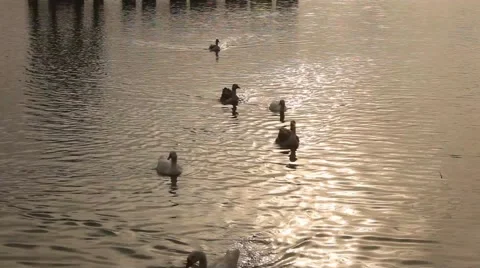 Group of ducks floating in gadisar lake jaisalmer in sunny weather in india Stock Footage 45346585