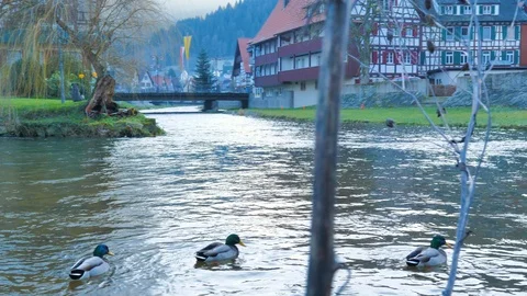 Group of ducks floating on icy river with strong current Stock Footage 124494844