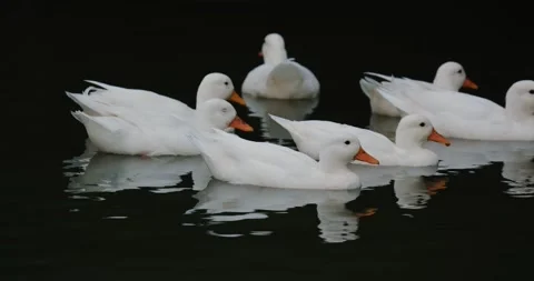 Group of ducks floating on a pond before dark. Stock Footage 279231688