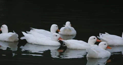 Group of ducks floating on a pond before dark. Stock Footage 279382107