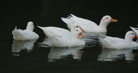 Group of ducks floating on a pond before dark. Stock Footage 281174255