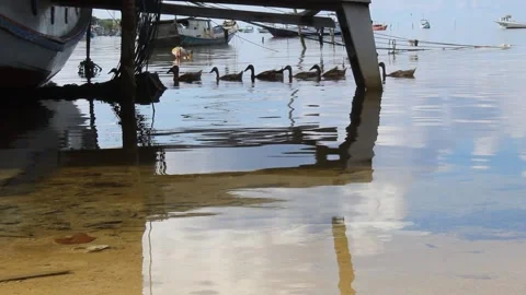 Group of ducks floating on the seawater, behind fishing boats Stock Footage 294854259