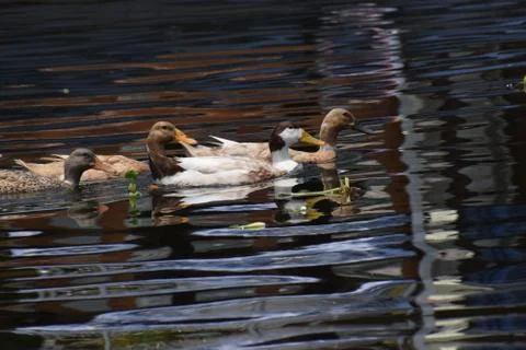 A group of ducks floating in water Foto stock