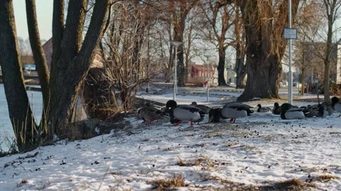 Group Of Ducks Flying Away In Snow Landscape Stock Footage 168905956