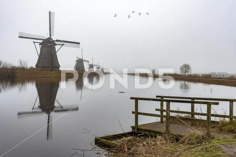 Group of ducks flying in the dull sky and weather above a canal bordered wit Stock Photos