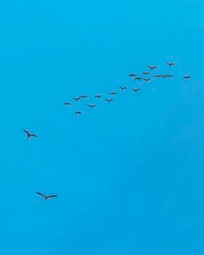 Group of Ducks Flying Over Cloudy Sky, Samborodon, Ecuador Fotos de archivo