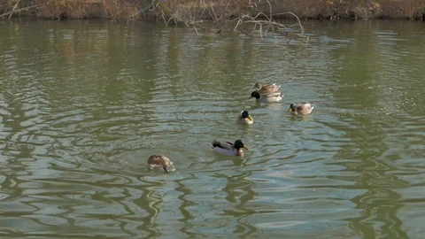 Group of ducks Stock Footage 100599791