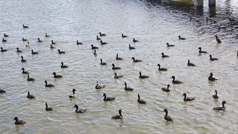 A group of ducks Stock Footage 113705952