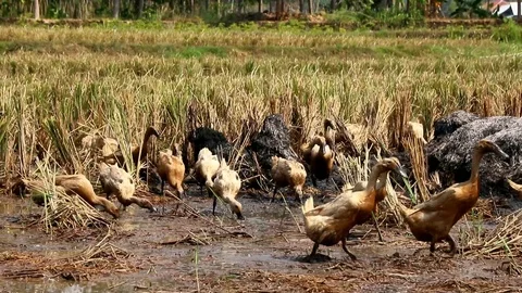 A group of ducks 스톡 동영상 116777127